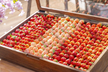 春空テラスでお花見気分　旬のいちごスイーツビュッフェ付きランチが期間限定で登場　いちごのフレンチトーストやいちごチーズケーキも　フィルムに残すいちご食べ比べ体験  5月15日(金)まで開催中​